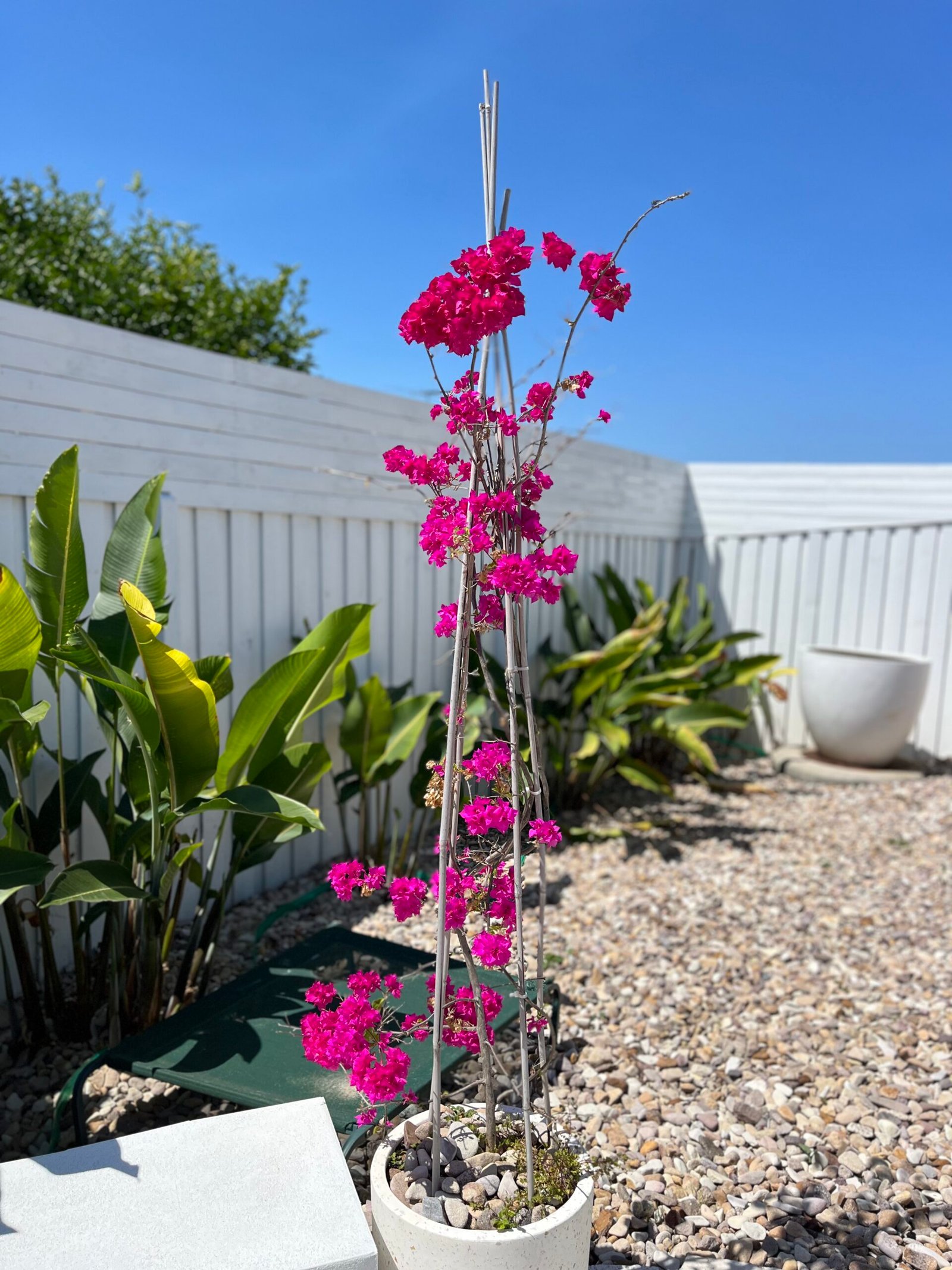 Vibrant bougainvillea and a professionally maintained garden under a blue sky