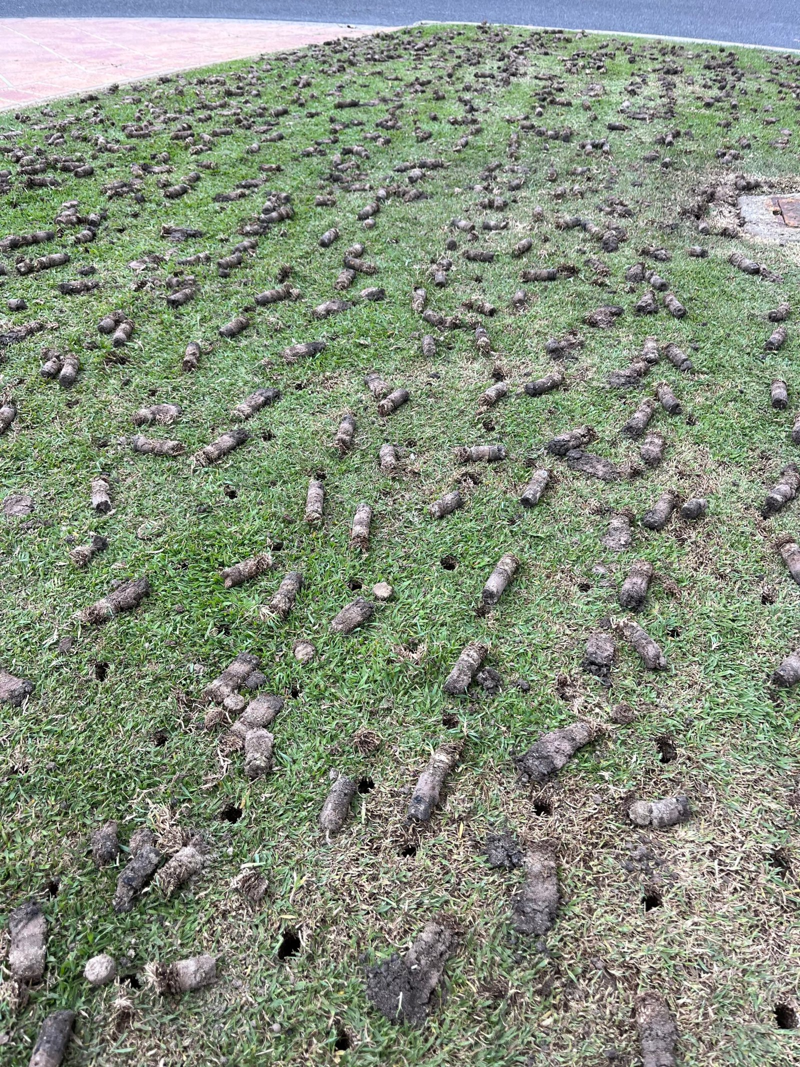 Fresh soil cores across a lawn after mechanical aeration