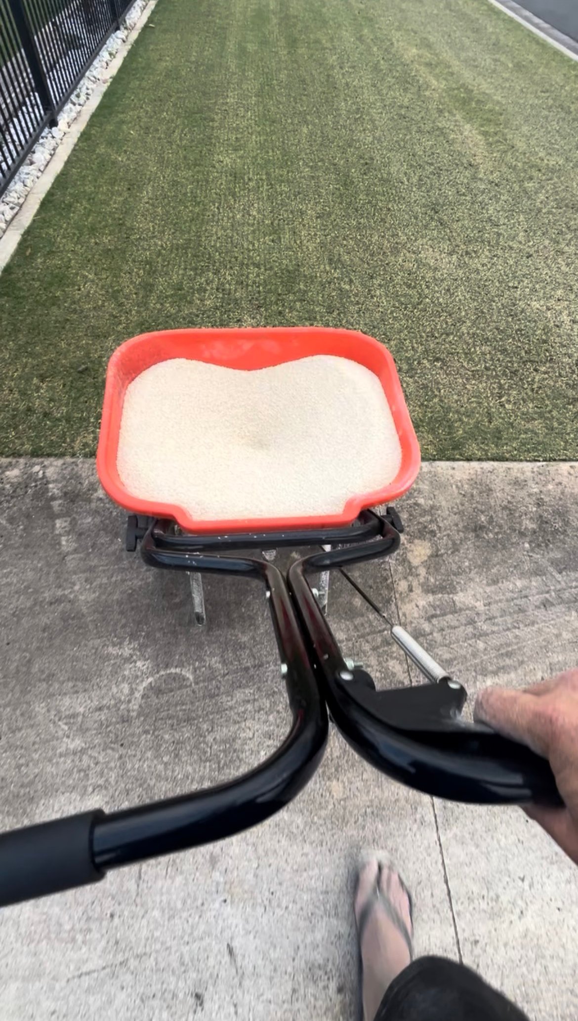 Fertiliser being applied evenly with a lawn spreader
