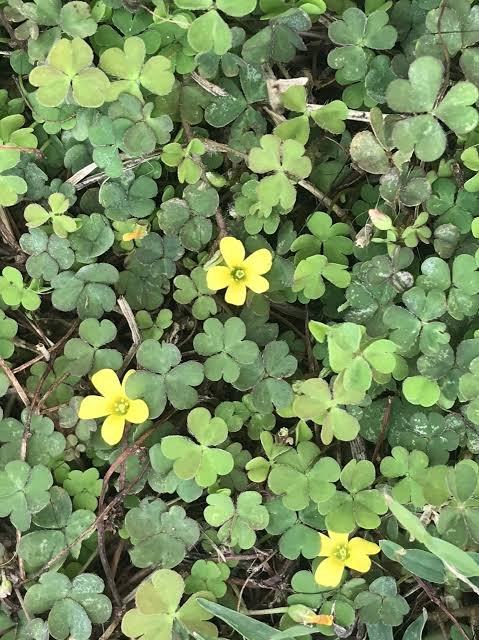 Broadleaf weeds identified in a Northside Brisbane lawn